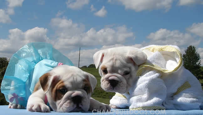 English Bulldog puppies